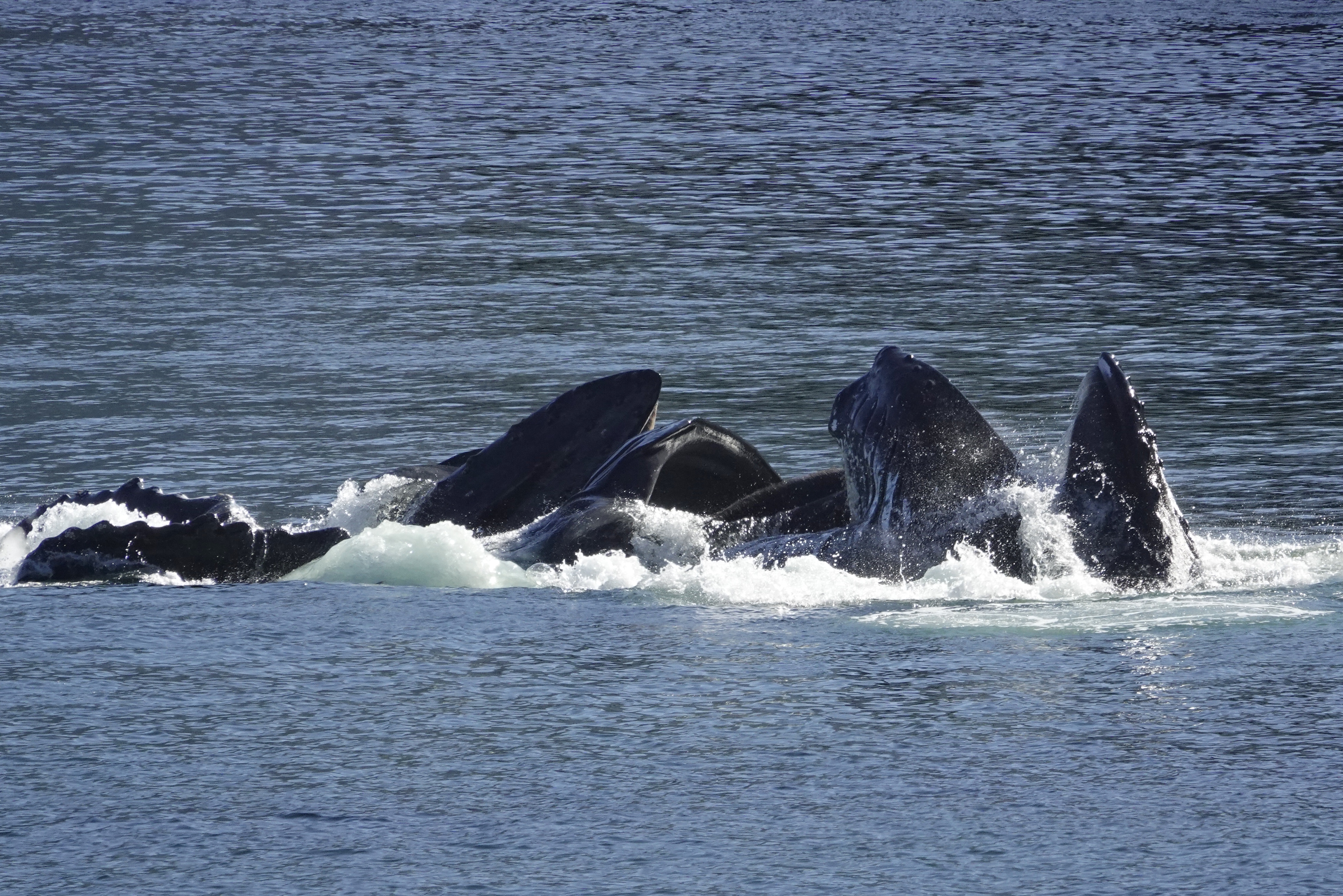 Baleines chassant en groupe près de Prince Rupert